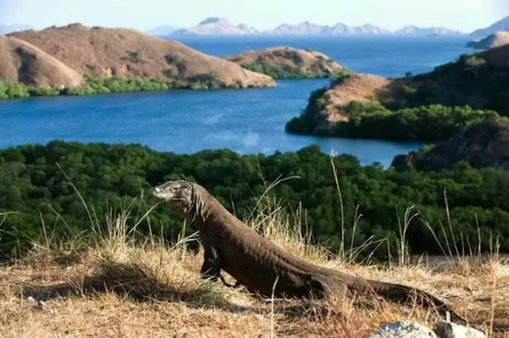 Tiket Masuk Pulau Komodo...
