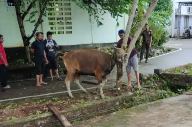 Kejari Luwu Timur Sembelih...