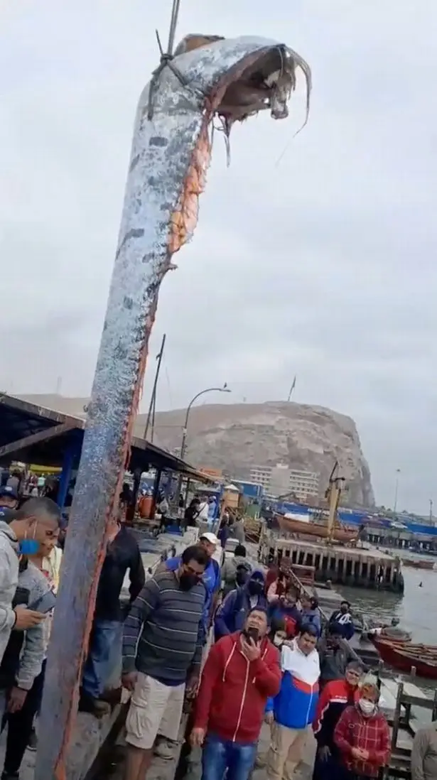 Dipercaya Pertanda Gempa...
