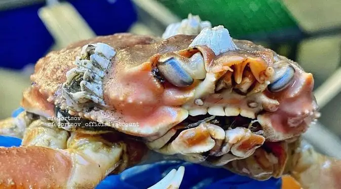 Nelayan Temukan Kepiting...