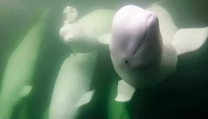 55.000 Paus Beluga Bermigrasi...