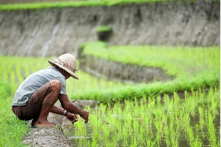 Pupuk Subsidi Dibatasi...