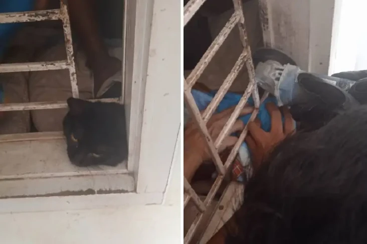 Leher Kucing Ini Terjepit...
