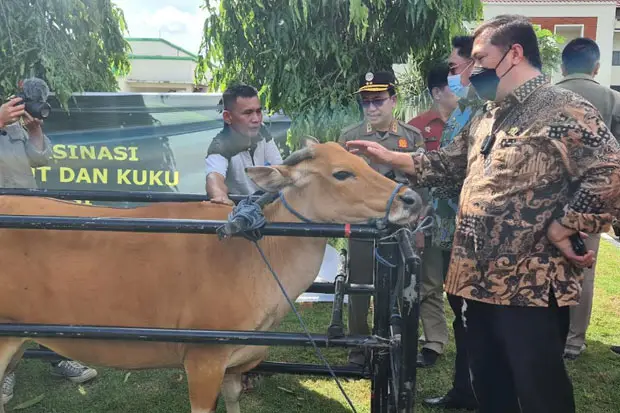 Kasus PMK Marak, Bupati...