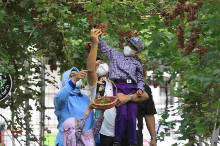 Panen Anggur di Cilincing,...