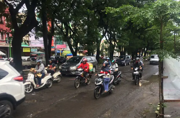 OTK Tebang Pohon Palem...