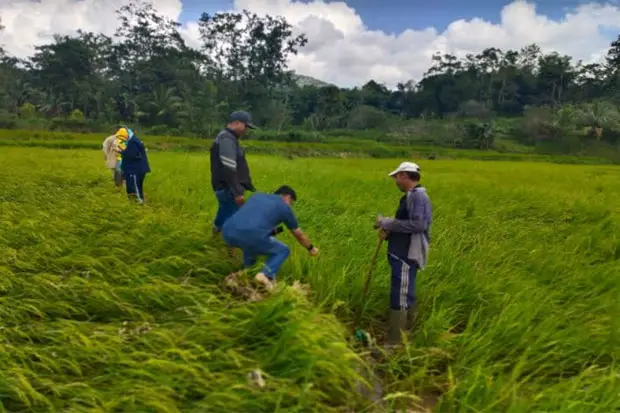 Pemkab Sinjai Masih...