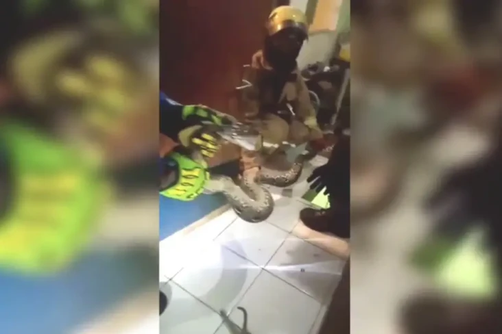 Ngeri! Bersarang di...