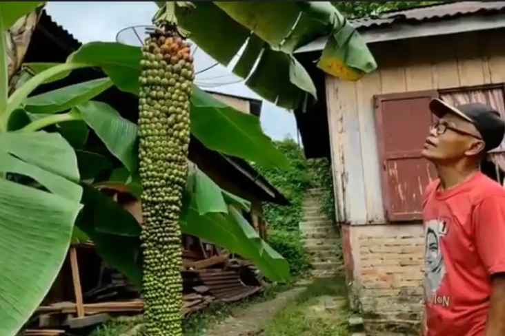 Tandan Pisang Sepanjang...