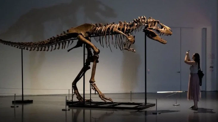 Fosil Gorgosaurus Berusia...
