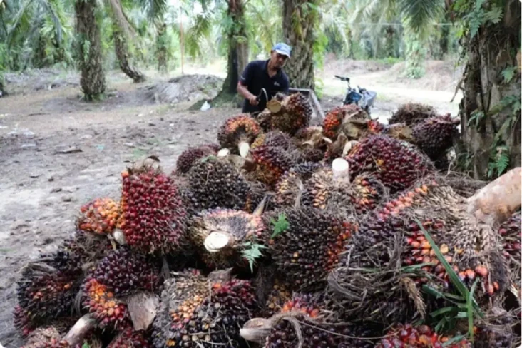 Harga Sawit, Jagung,...