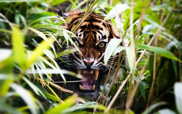 Keaslian Hutan Terjaga,...