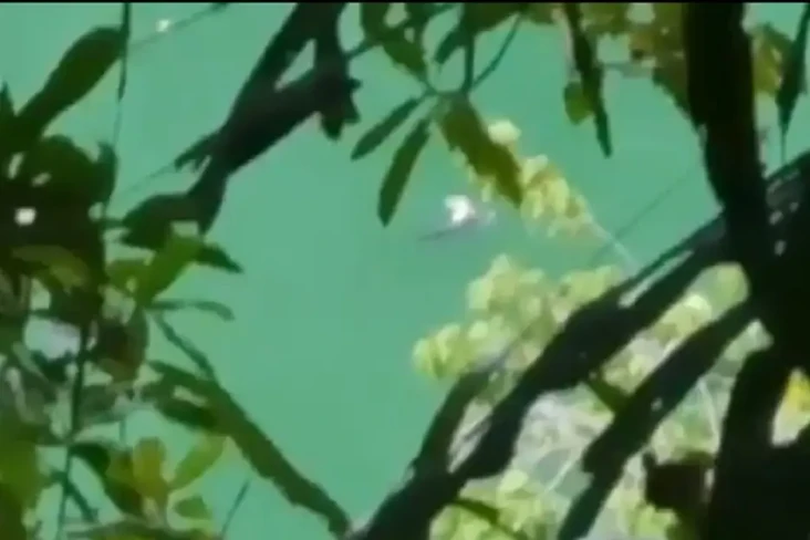 Buaya Besar Tunggui...