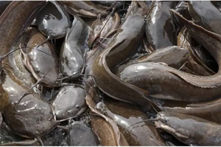 2 Ikan Air Tawar yang...