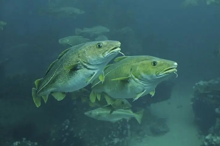 3 Jenis Ikan Air Laut...