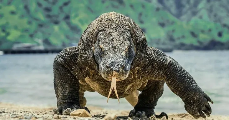 4 Hewan Purba yang Masih...