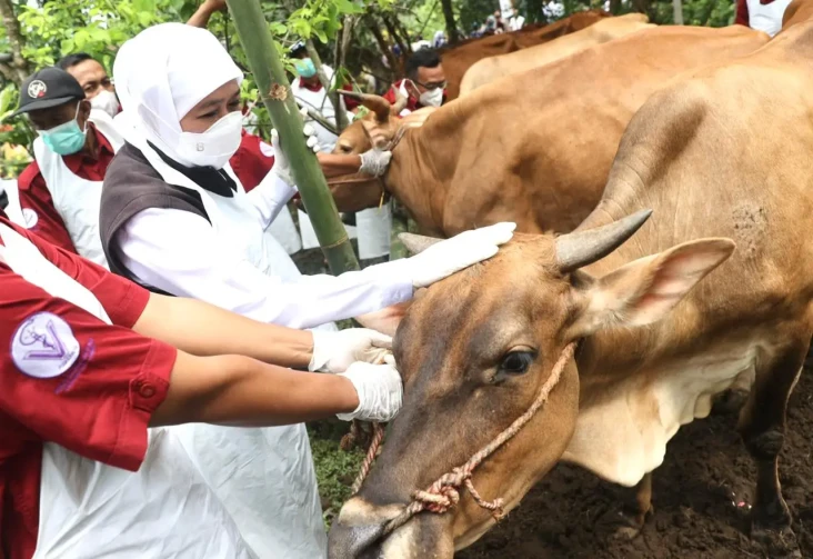 Vaksinasi PMK di Jawa...