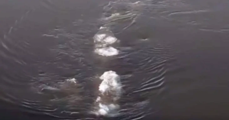 Mirip Monster Loch Ness,...