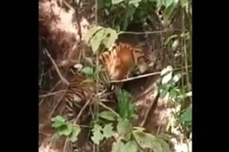 Memilukan! Harimau Betina...