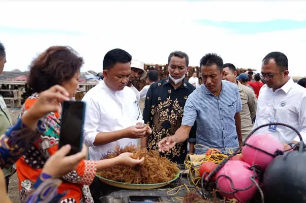 Kebun Bibit Rumput Laut...