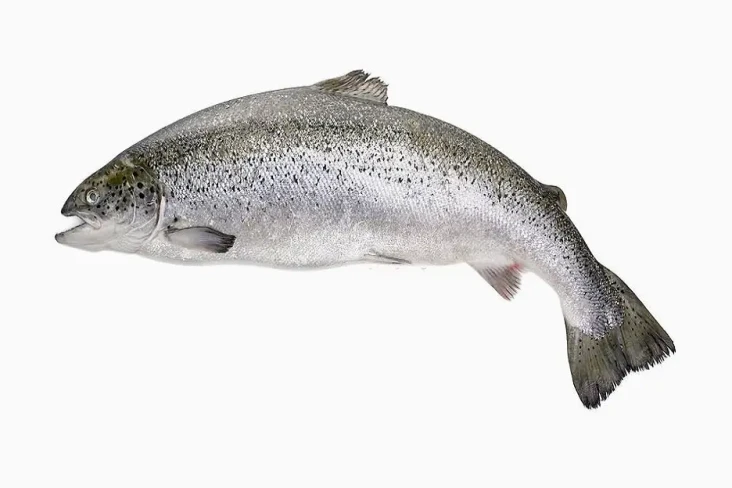 6 Ikan yang Bisa Menurunkan...
