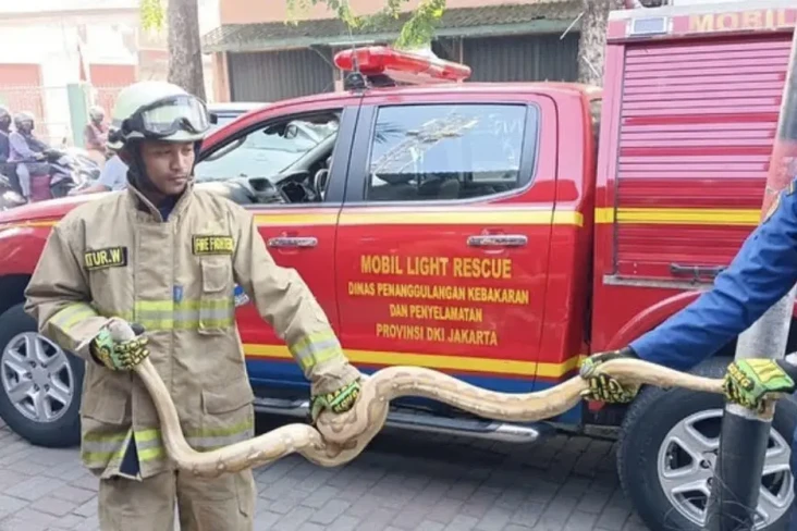 Ular Sanca Berukuran...
