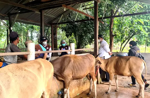 Kasus PMK Meningkat,...