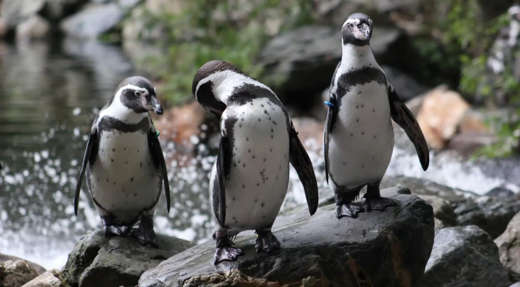 596 Penguin Mati Akibat...