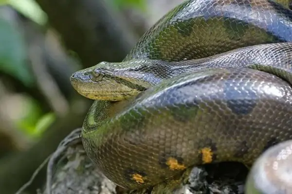4 Spesies Ular Terbesar...