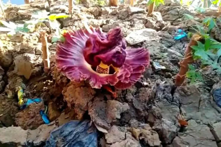 Heboh, Bunga Bangkai...