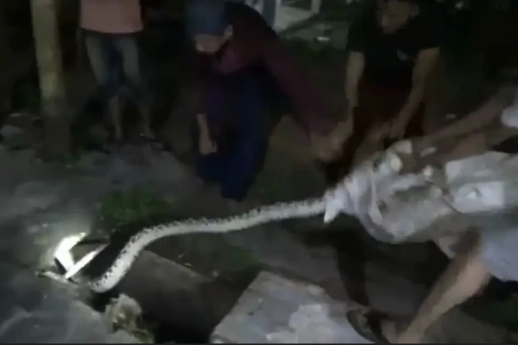 Serangan Ular Piton...