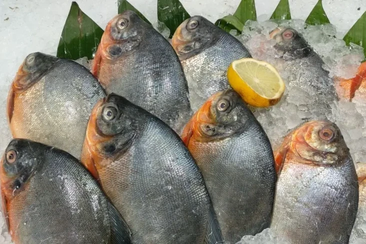 5 Ikan yang Mengandung...