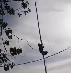 Aksi Heroik Satpam Puskesmas...