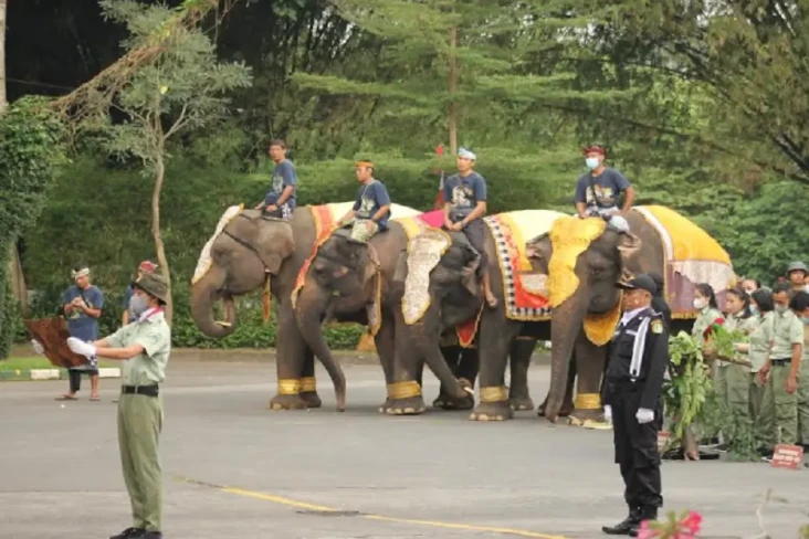 Ketika Gajah, Trenggiling...