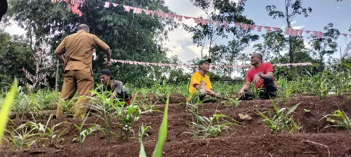 Jahe Merah Suku Baduy...
