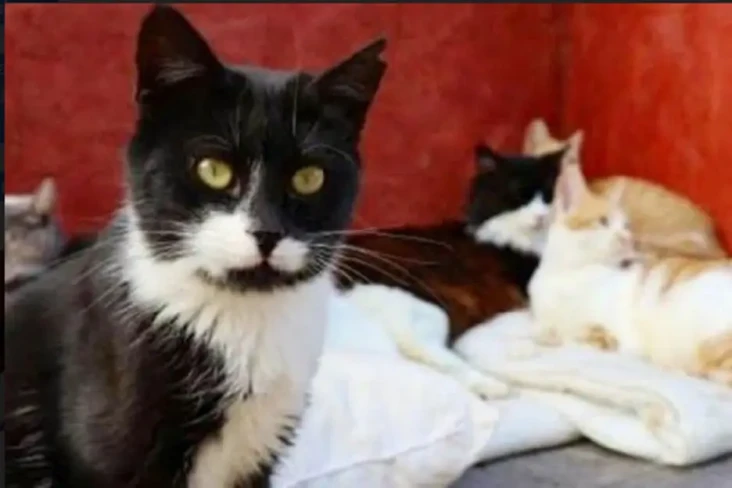 Viral Kucing Mati Ditembak...