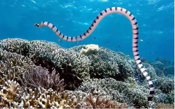 5 Ular Laut Paling Berbisa...