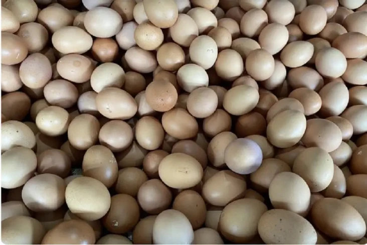 Awal Pekan, Harga Telur...