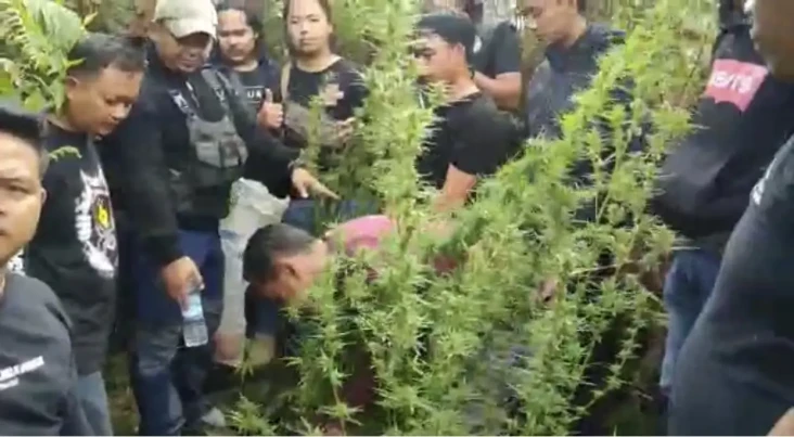 Tanam Ganja di Kebun,...