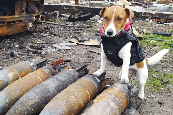 Hari Kemerdekaan, Anjing...