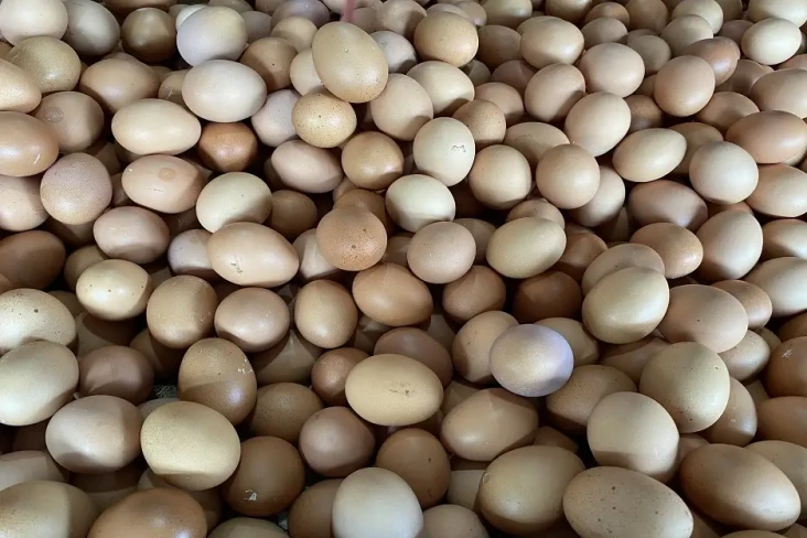 Harga Telur Naik, Kemendag...