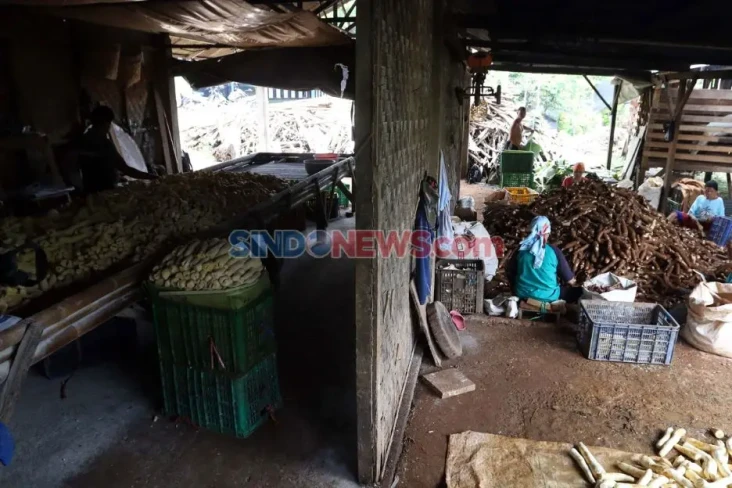 8 Negara Penghasil Singkong...