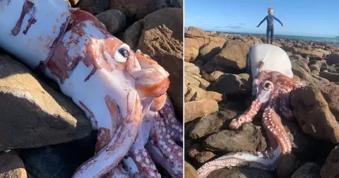 Monster Penghuni Laut...