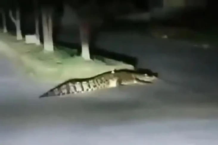 Buaya Sepanjang 3 Meter...