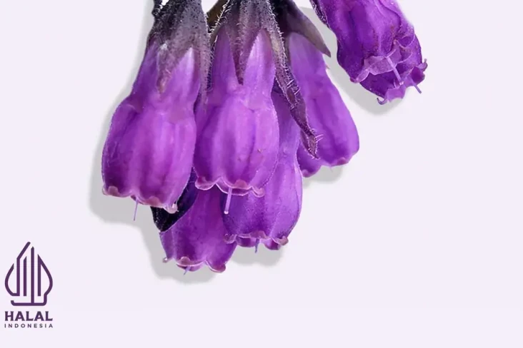 Mengenal Allantoin,...