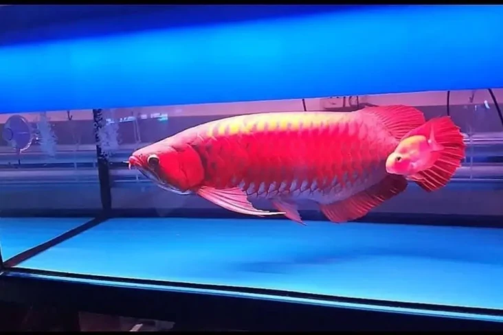 Bisnis Ikan Hias Perlu...