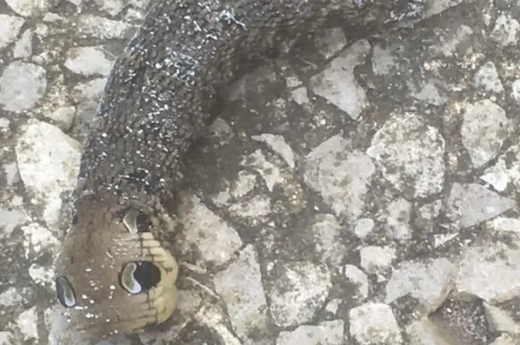 Makhluk Misterius seperti...
