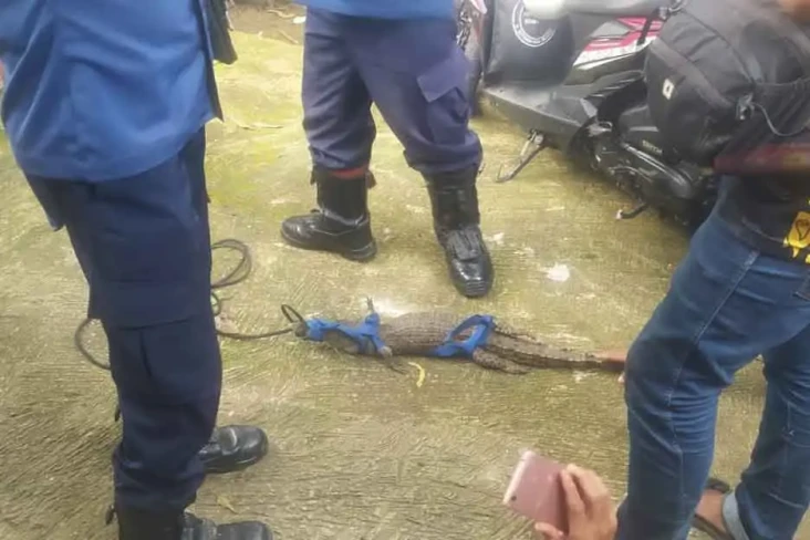 Buaya di Kali Pesanggrahan...