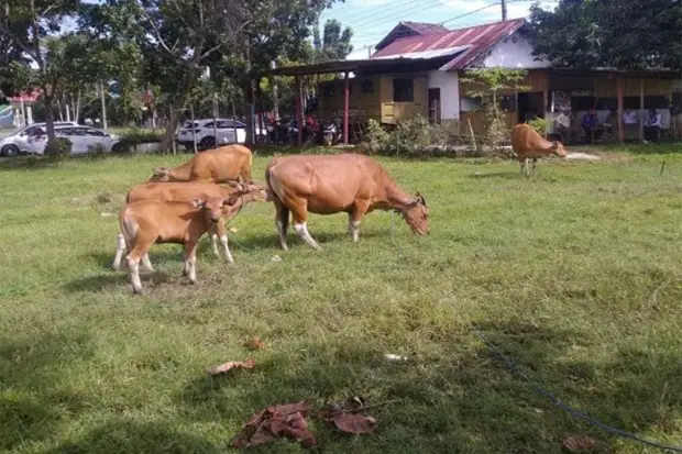 Satpol PP Sinjai Tangkap...