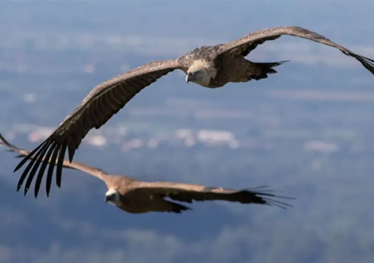 Ini 9 Burung yang Terbang...